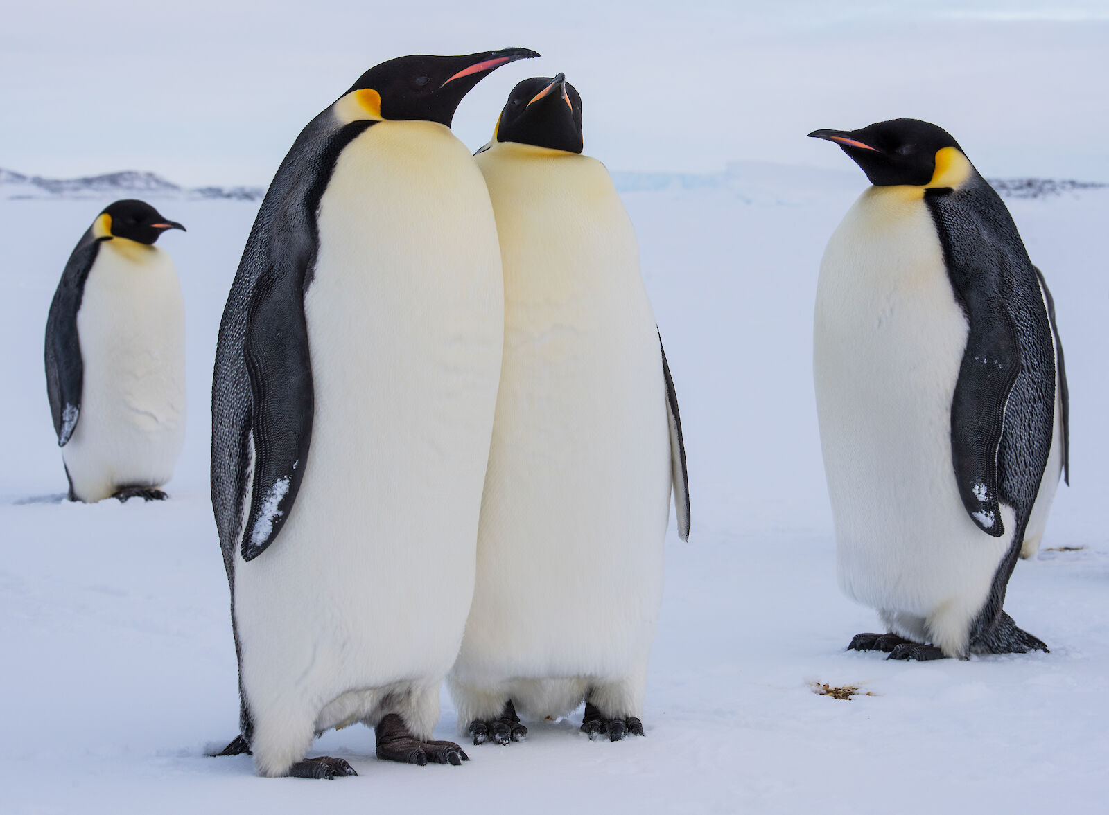 Emperor Penguin with Chicks